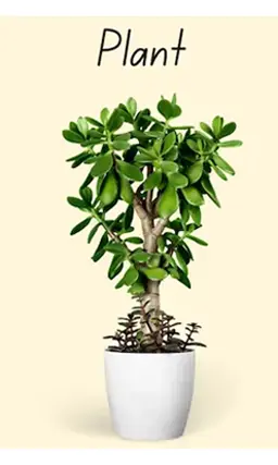 MAR2025/plant-1743243859260.webp