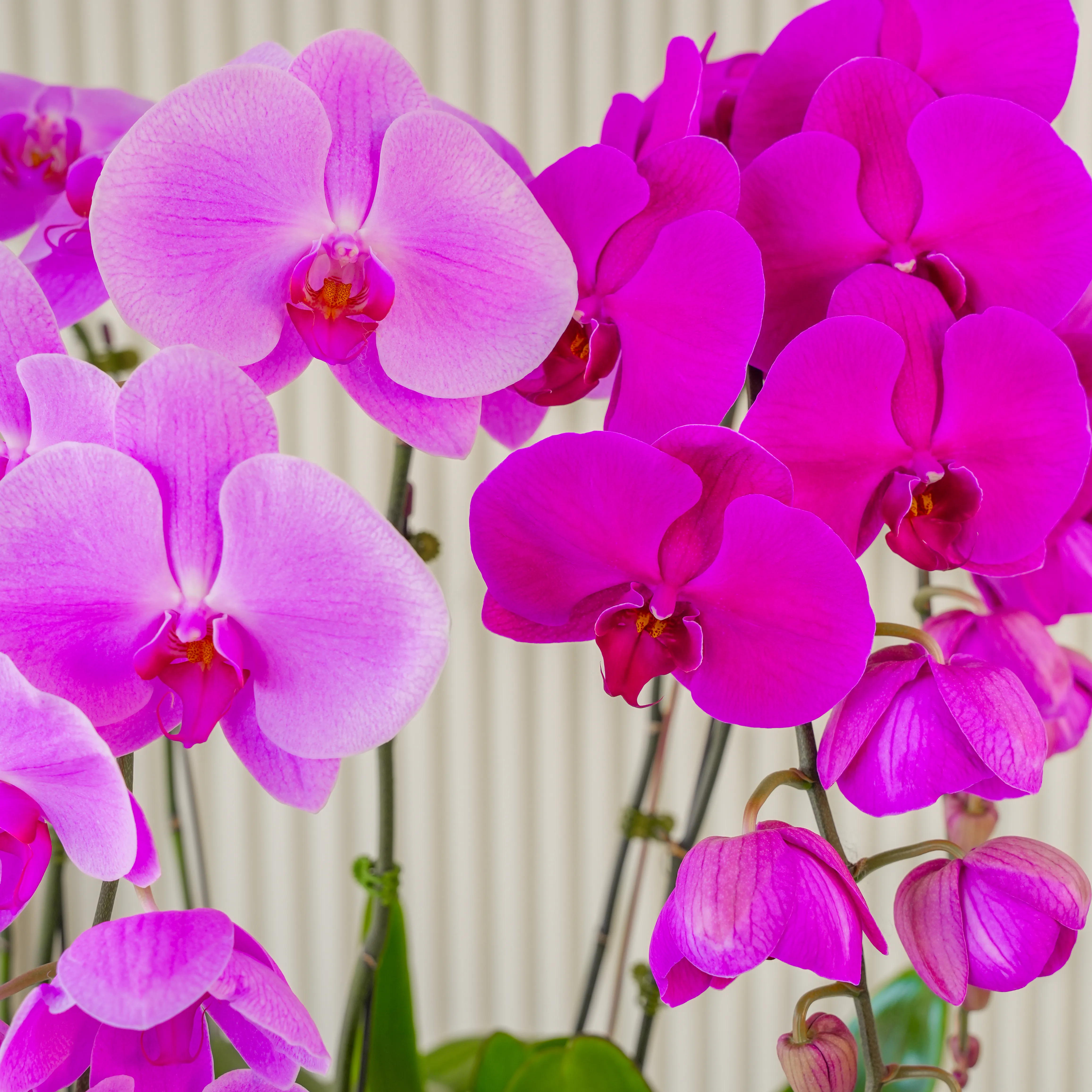 2 Pink, 2 Dark Pink & 2 White Phalaenopsis Plants in a pot.