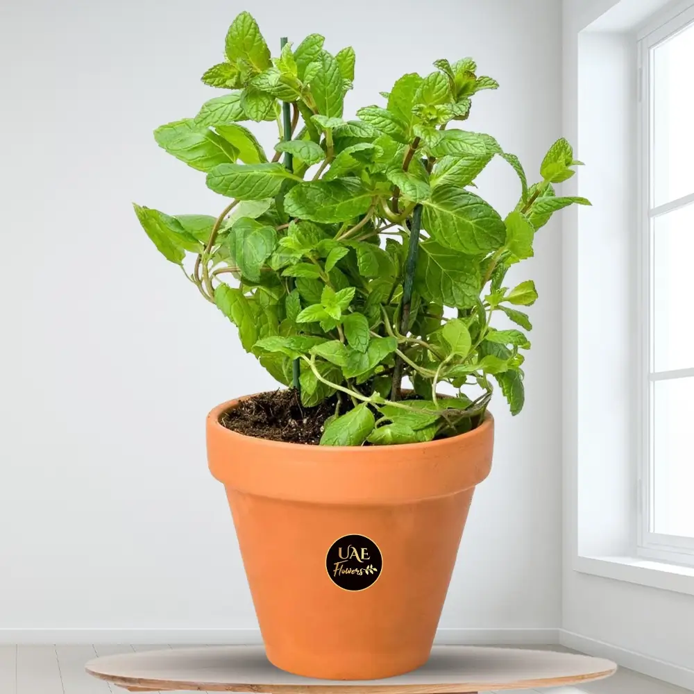 Terracotta pot with a fresh mint plant, perfect for indoor decor and a sustainable source of mint leaves for cooking