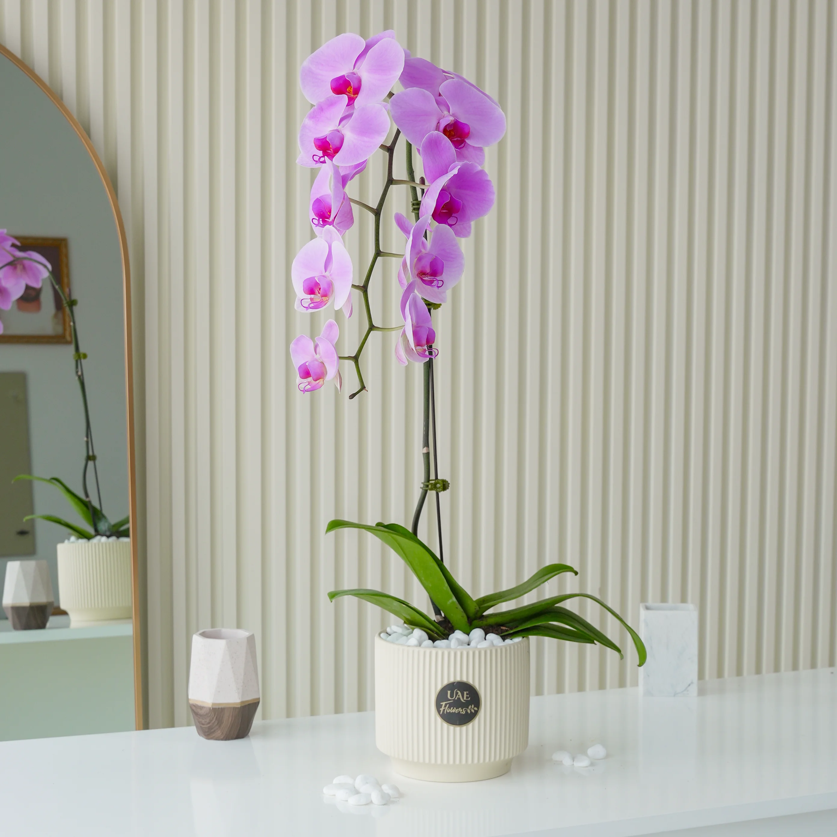 1 pink phalaenopsis orchid plant in a pot