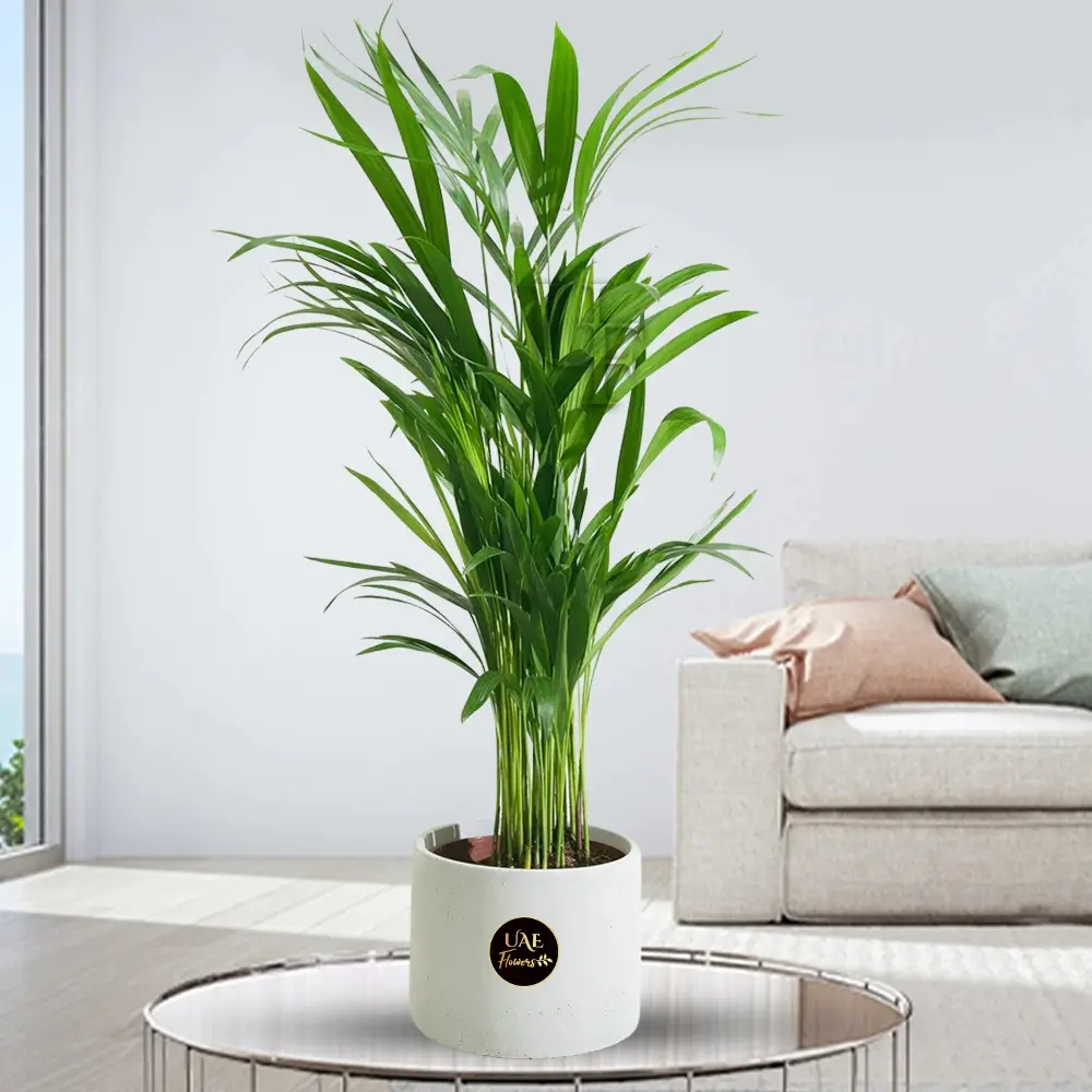 Areca palm plant in a white pot