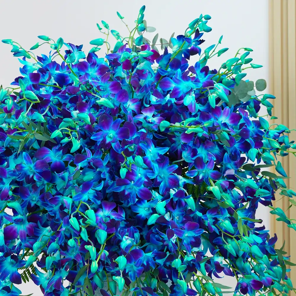 100 blue orchids with delicate fillers arranged in a pot