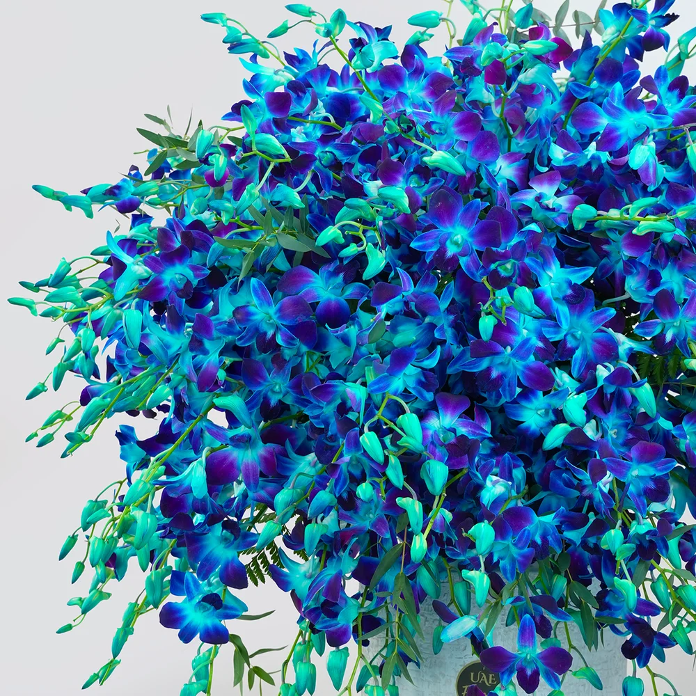 100 blue orchids with delicate fillers arranged in a pot
