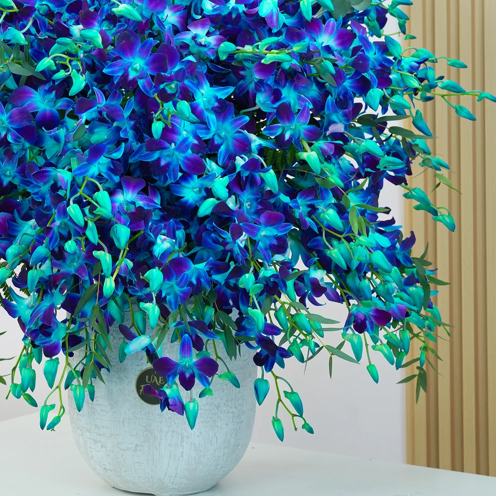 100 blue orchids with delicate fillers arranged in a pot