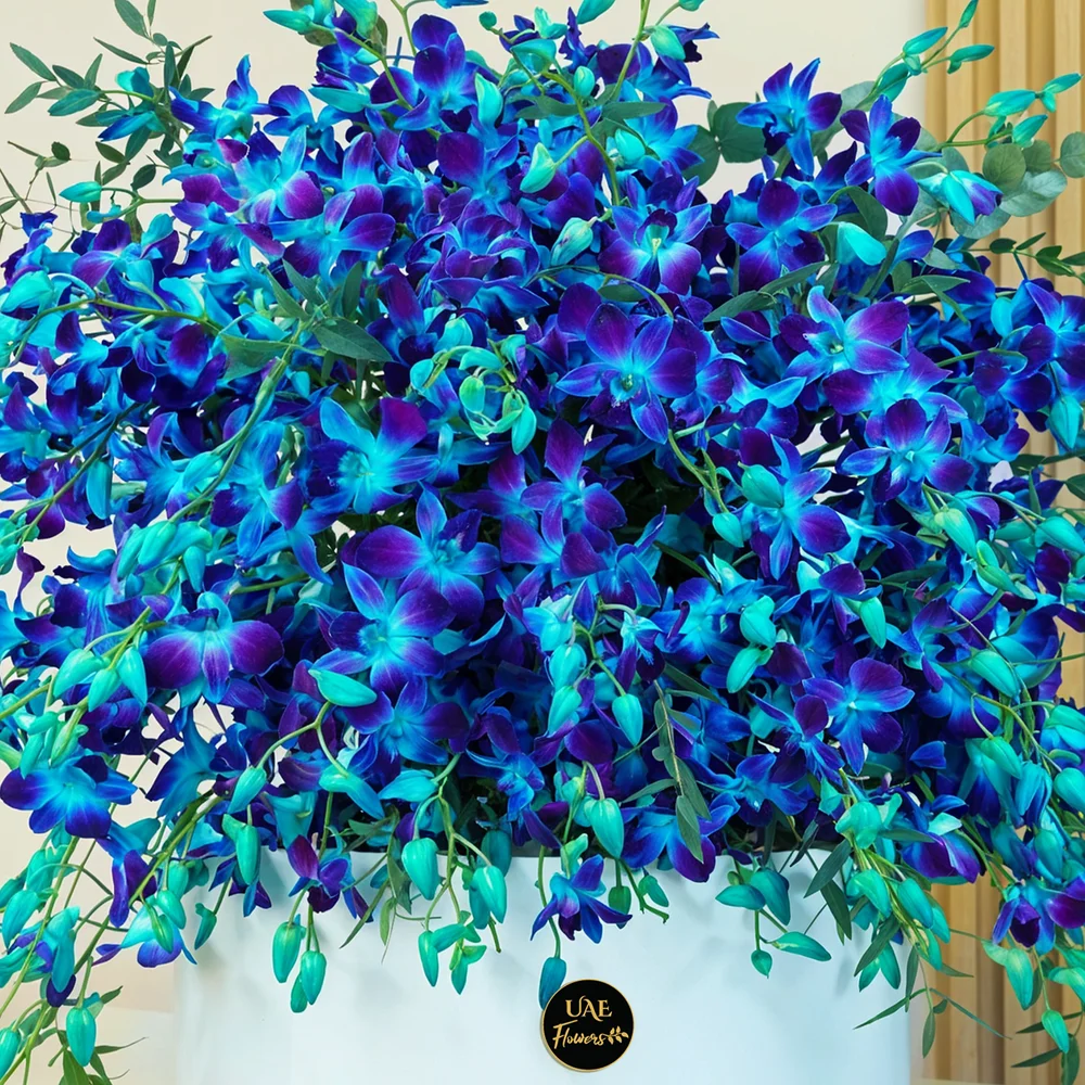 100 blue orchids