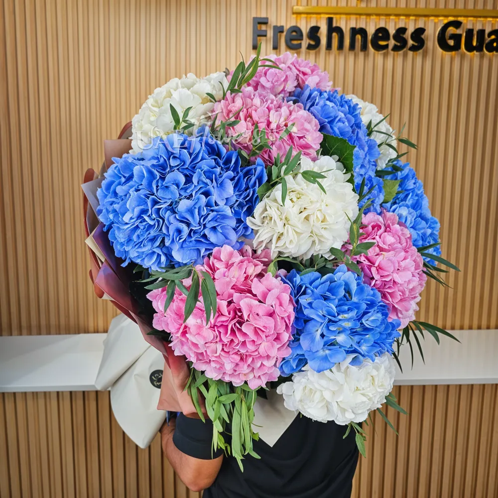 A bouquet of 15 mixed colour Hydrangeas