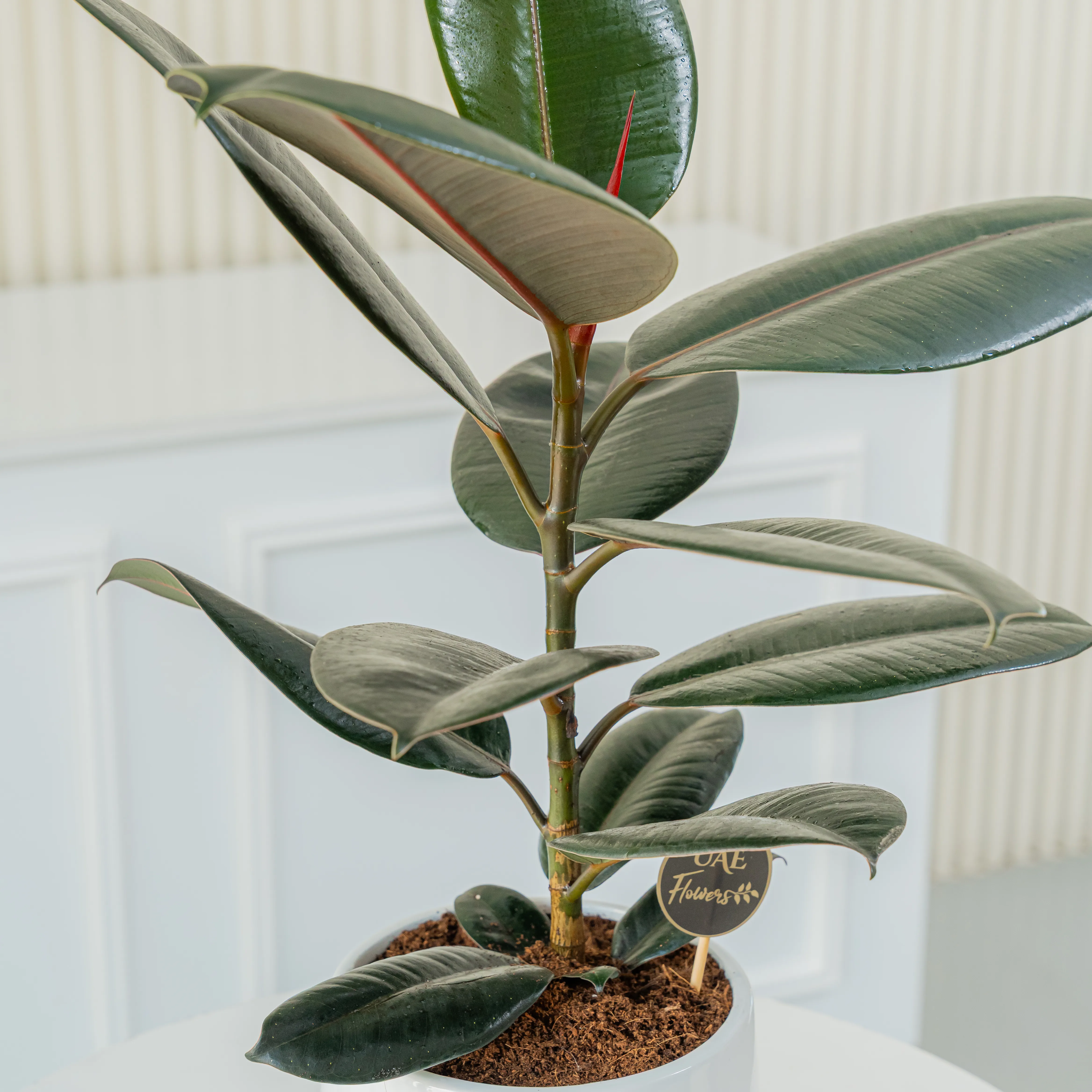 Rubber Plant (100 cm) in a pot
