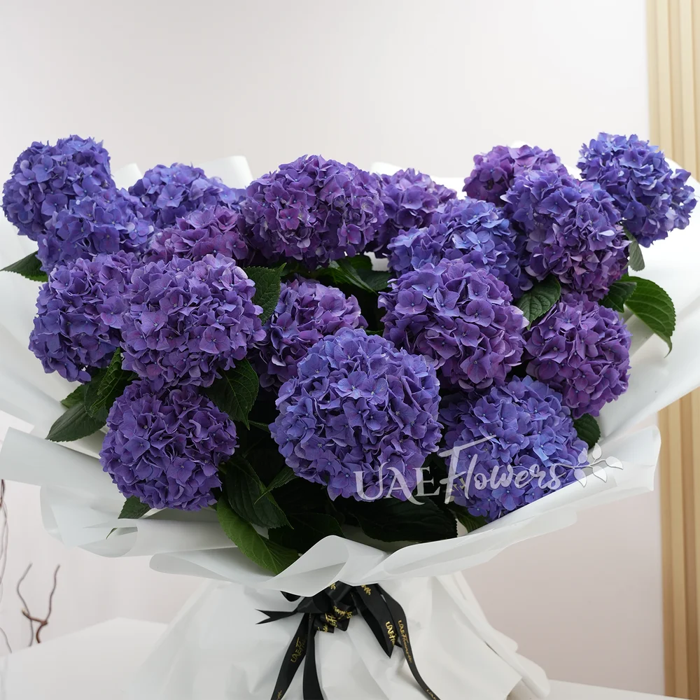 20 purple hydrangeas