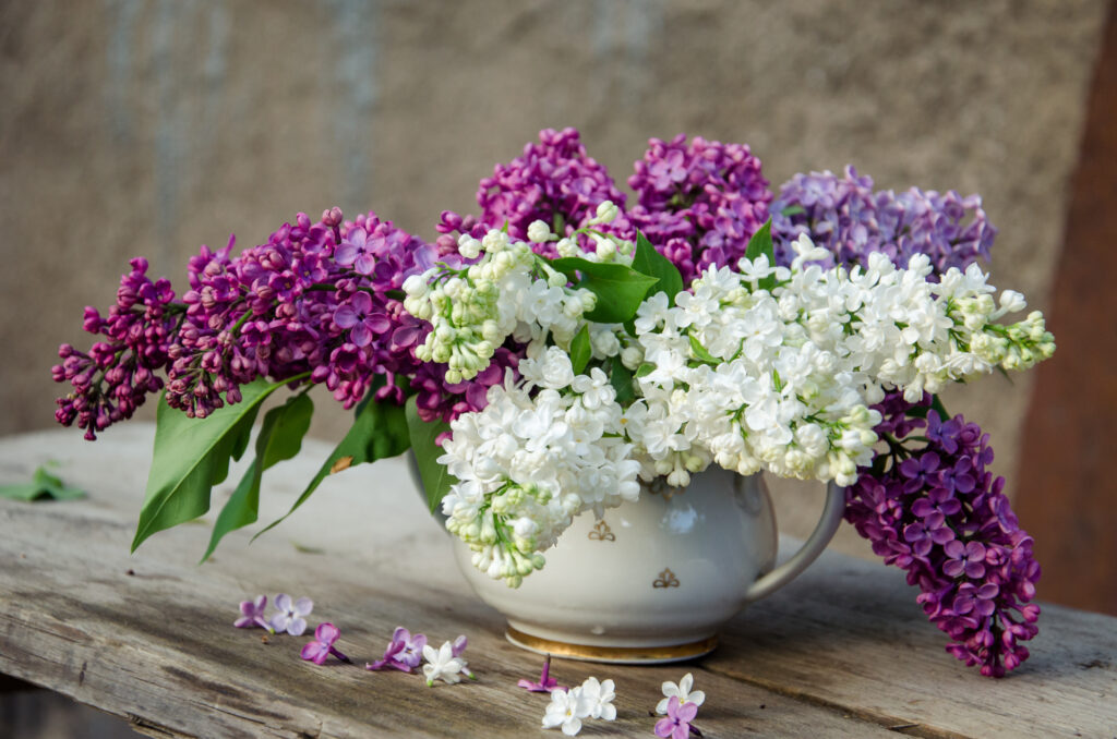Most Romantic Flowers for Your Partner