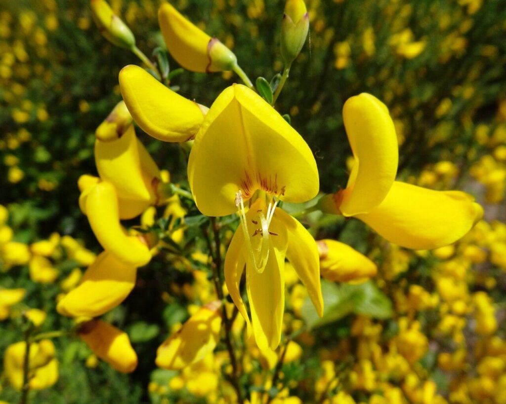 yellow scotch brooms in a field